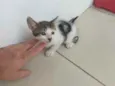 Catarina