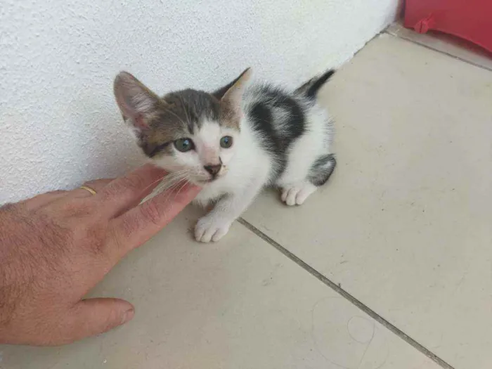 Gato ra a  idade 2 a 6 meses nome Catarina