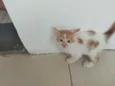 Catarina