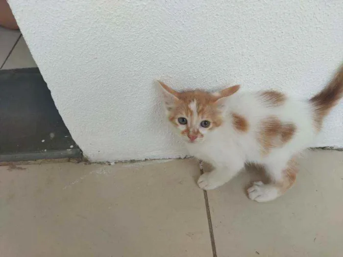 Gato ra a  idade 2 a 6 meses nome Catarina