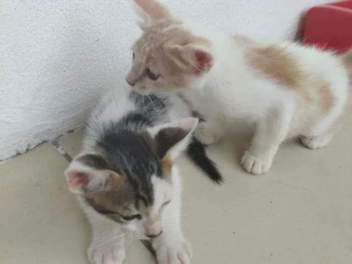 Gato ra a  idade 2 a 6 meses nome Catarina