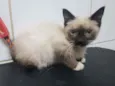 Gato raça Mestiços Sagrado da Birmânia   idade 2 a 6 meses nome Pituca e Pitucha