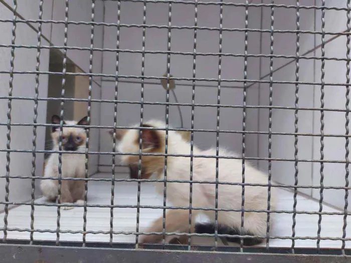 Gato raça Mestiços Sagrado da Birmânia   idade 2 a 6 meses nome Pituca e Pitucha