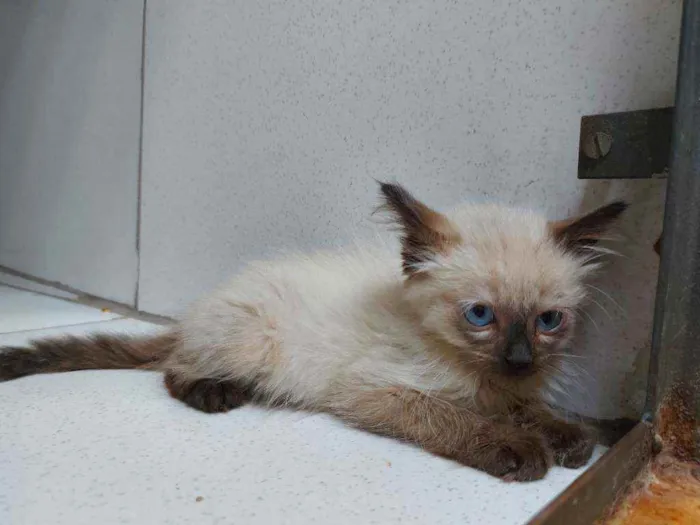 Gato raça Mestiços Sagrado da Birmânia   idade 2 a 6 meses nome Pituca e Pitucha