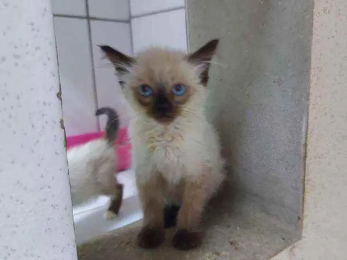 Gato raça Mestiços Sagrado da Birmânia   idade 2 a 6 meses nome Pituca e Pitucha