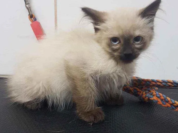 Gato raça Mestiços Sagrado da Birmânia   idade 2 a 6 meses nome Pituca e Pitucha