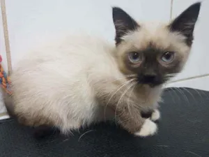 Gato raça Mestiços Sagrado da Birmânia   idade 2 a 6 meses nome Pituca e Pitucha
