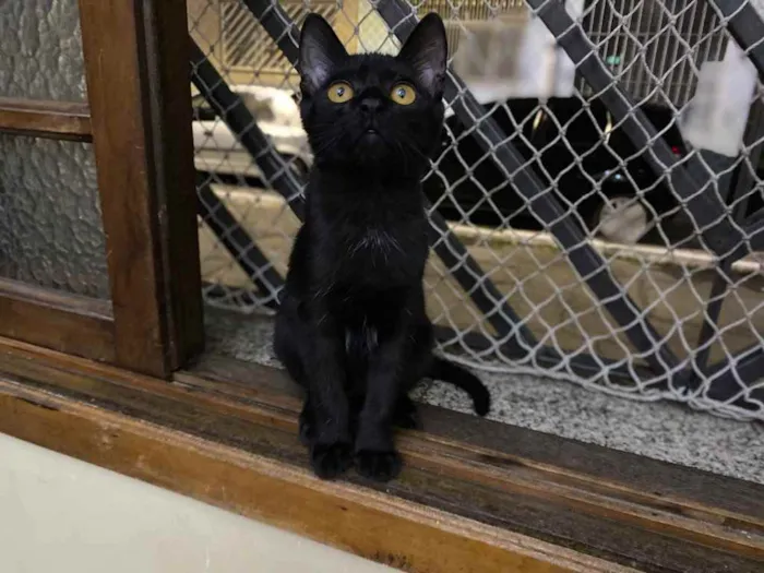 Gato raça Srd idade 2 a 6 meses nome Sem nome 