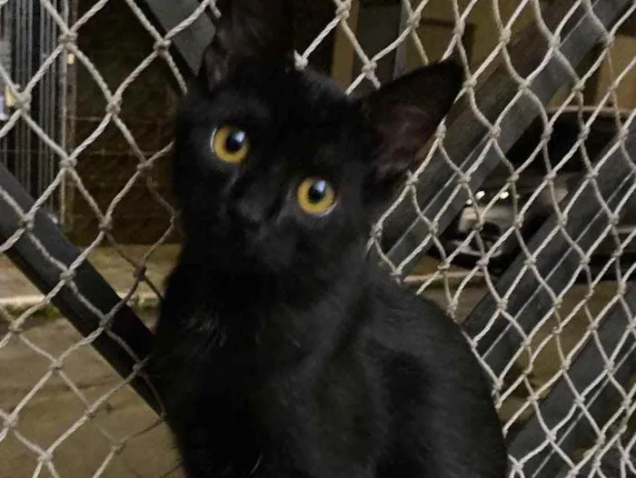 Gato raça Srd idade 2 a 6 meses nome Sem nome 