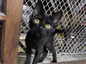 Gato raça Srd idade 2 a 6 meses nome Sem nome 