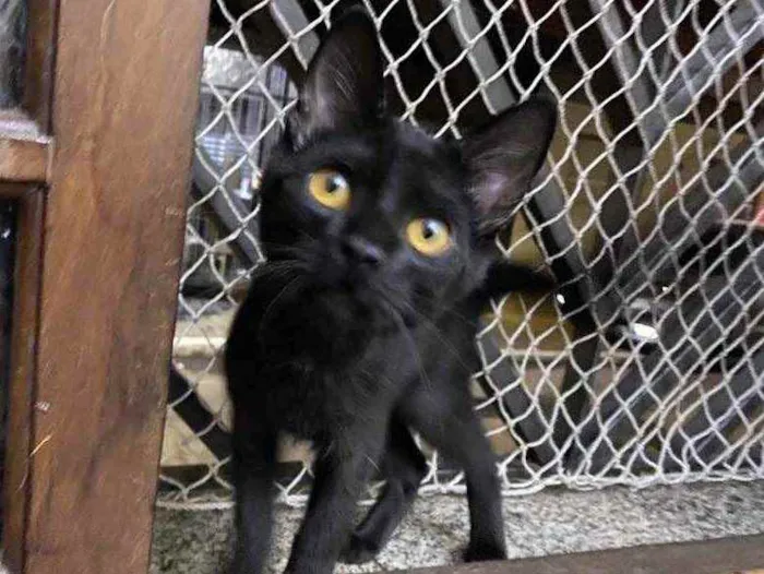 Gato raça Srd idade 2 a 6 meses nome Sem nome 