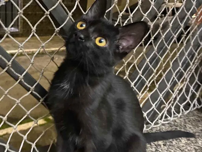 Gato raça Srd idade 2 a 6 meses nome Sem nome 