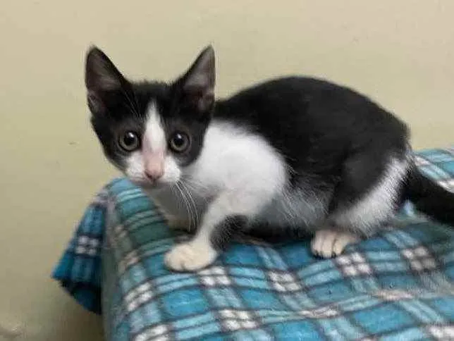 Gato raça Srd idade 2 a 6 meses nome Katita