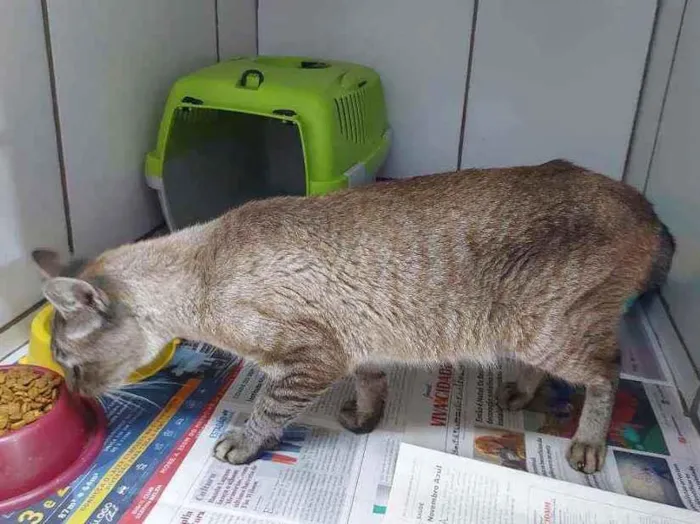 Gato raça SRD idade 3 anos nome Principe