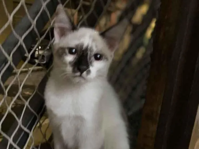 Gato raça Srd idade 2 a 6 meses nome Bruna