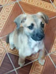 Cachorro raça Srd idade 2 a 6 meses nome Bela
