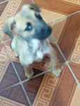 Cachorro raça Srd idade 2 a 6 meses nome Bela