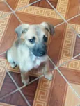 Cachorro raça Srd idade 2 a 6 meses nome Bela