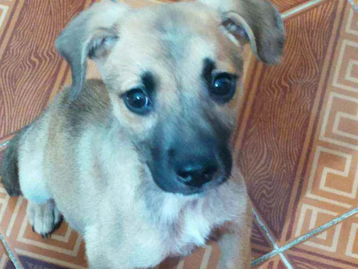 Cachorro raça Srd idade 2 a 6 meses nome Bela