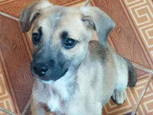 Cachorro raça Srd idade 2 a 6 meses nome Bela