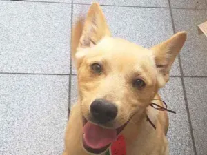 Cachorro raça Srd idade 7 a 11 meses nome Menduim 