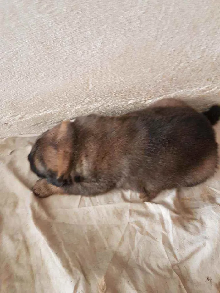 Cachorro ra a Chow Chow e border collie idade Abaixo de 2 meses nome Sem nome 