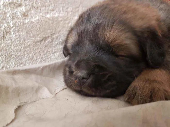 Cachorro ra a Chow Chow e border collie idade Abaixo de 2 meses nome Sem nome 