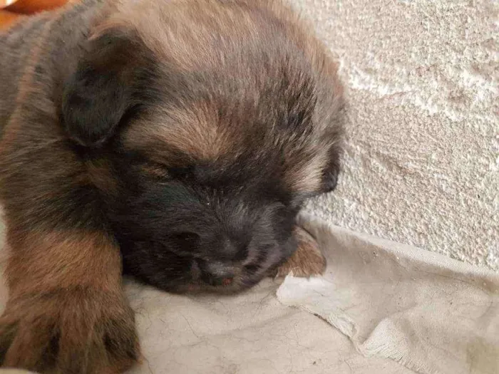 Cachorro ra a Chow Chow e border collie idade Abaixo de 2 meses nome Sem nome 