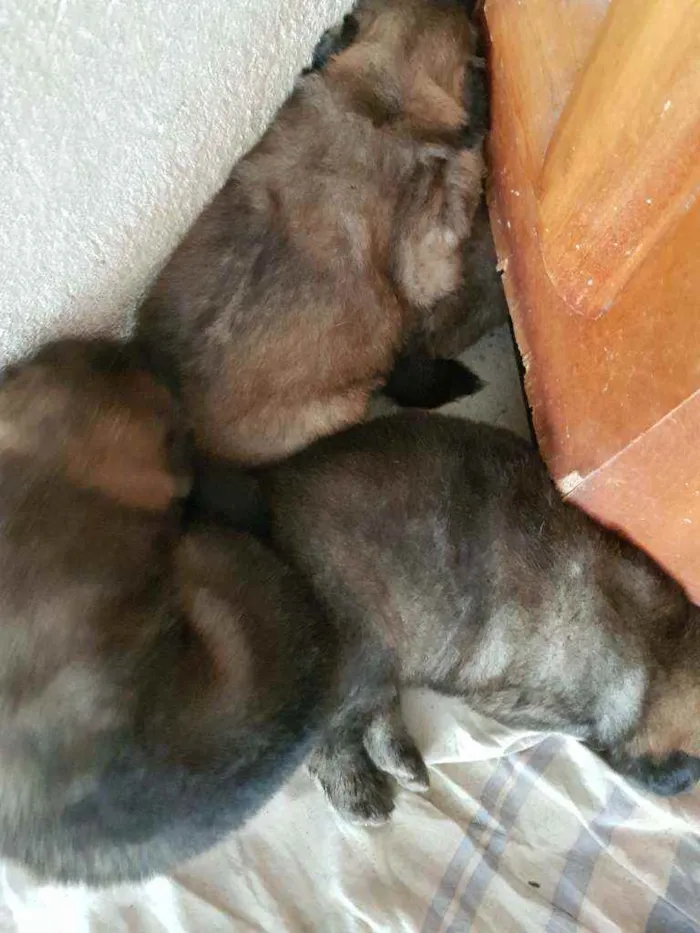 Cachorro ra a Chow Chow e border collie idade Abaixo de 2 meses nome Sem nome 