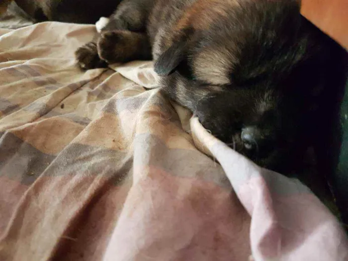 Cachorro ra a Chow Chow e border collie idade Abaixo de 2 meses nome Sem nome 