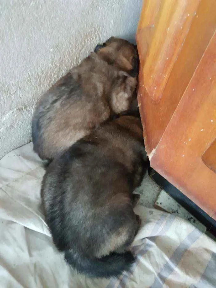 Cachorro ra a Chow Chow e border collie idade Abaixo de 2 meses nome Sem nome 
