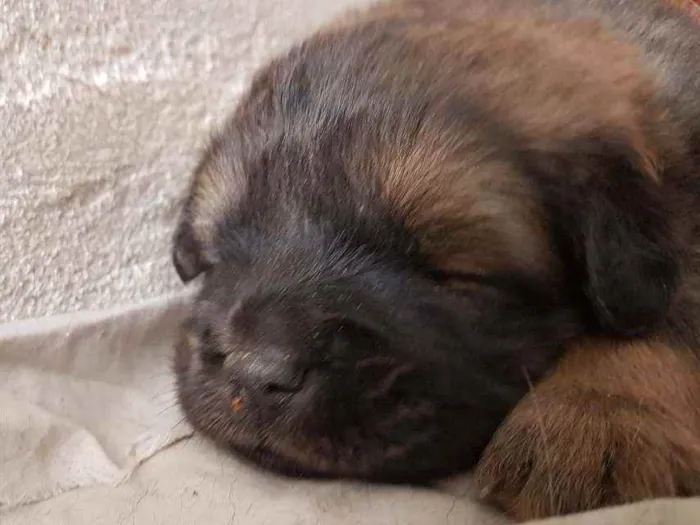 Cachorro ra a Chow Chow e border collie idade Abaixo de 2 meses nome Sem nome 