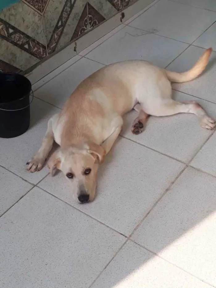 Cachorro ra a LABRADOR  idade 7 a 11 meses nome Zeus