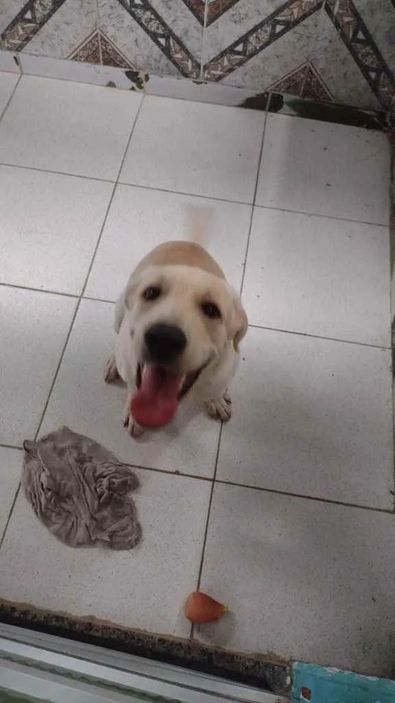 Cachorro ra a LABRADOR  idade 7 a 11 meses nome Zeus