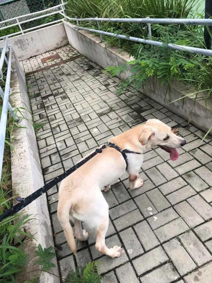 Cachorro ra a LABRADOR  idade 7 a 11 meses nome Zeus