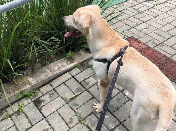 Cachorro ra a LABRADOR  idade 7 a 11 meses nome Zeus