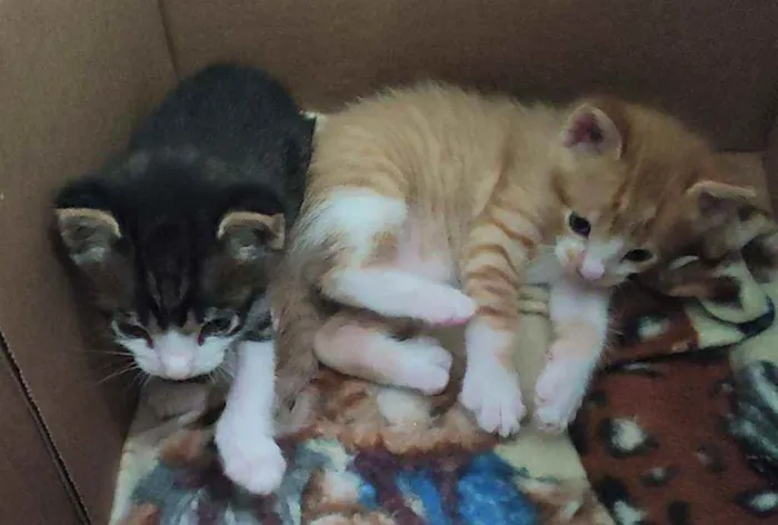 Gato raça SRD idade Abaixo de 2 meses nome Gatinhos para adoção