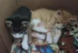 Gatinhos para adoção