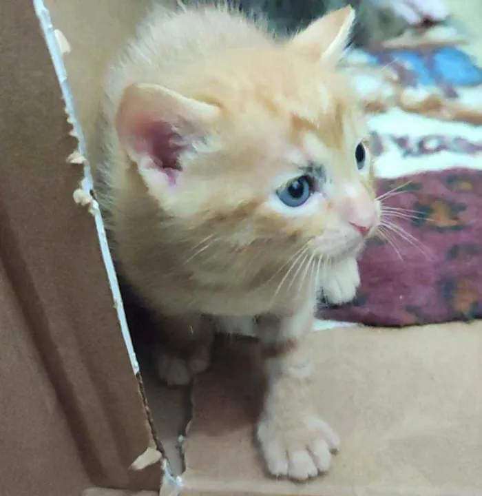 Gato raça SRD idade Abaixo de 2 meses nome Gatinhos para adoção