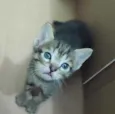 Gatinhos para adoção