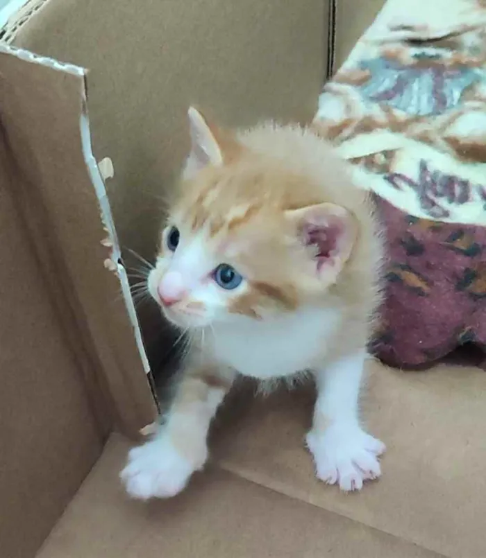 Gato raça SRD idade Abaixo de 2 meses nome Gatinhos para adoção