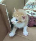 Gatinhos para adoção