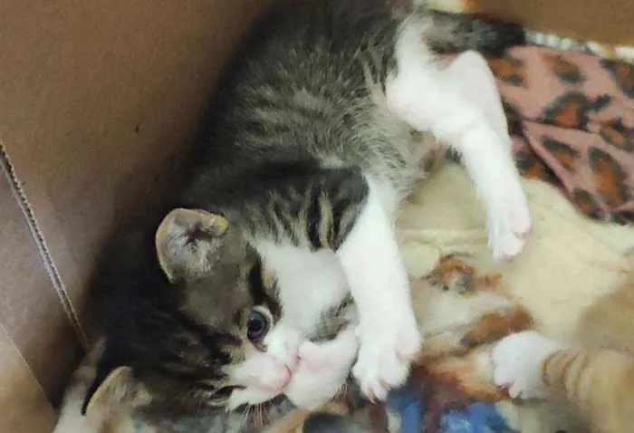 Gato raça SRD idade Abaixo de 2 meses nome Gatinhos para adoção