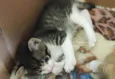 Gatinhos para adoção