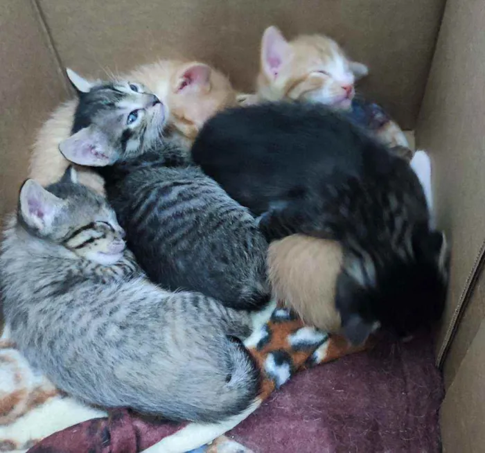 Gato raça SRD idade Abaixo de 2 meses nome Gatinhos para adoção