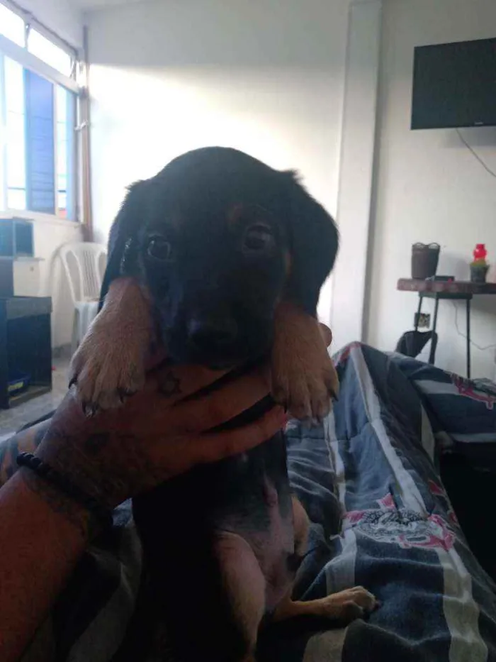 Cachorro ra a Não sei  idade 2 a 6 meses nome Levi