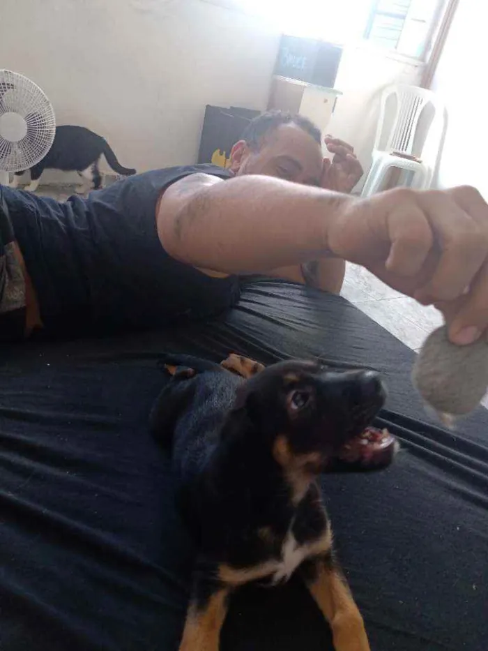 Cachorro ra a Não sei  idade 2 a 6 meses nome Levi