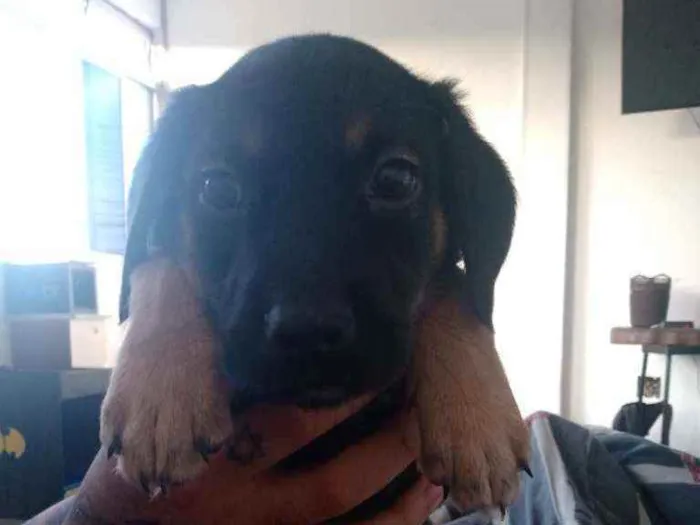 Cachorro ra a Não sei  idade 2 a 6 meses nome Levi