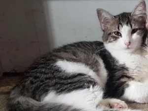 Gato raça SRD idade 2 a 6 meses nome Maria Lúcia