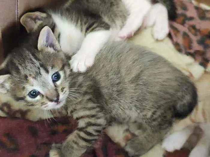 Gato raça SRD idade Abaixo de 2 meses nome Gatinhos para adoção